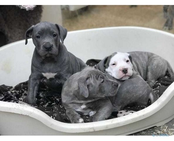 Erhältlich  Blueline welpen American Pitbull Terrier whatsapp Nummer (+37069673271)