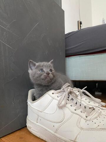 BKH KITTEN ANFANG OKTOBER