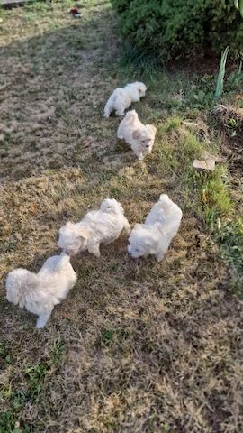 Bichon Malteser