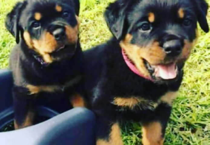 Rottweiler-Welpen aus ADRK/VDH-Leistungszucht