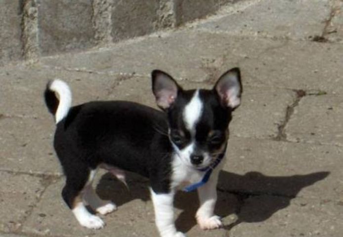 Gesund Mini Chihuahua Welpen