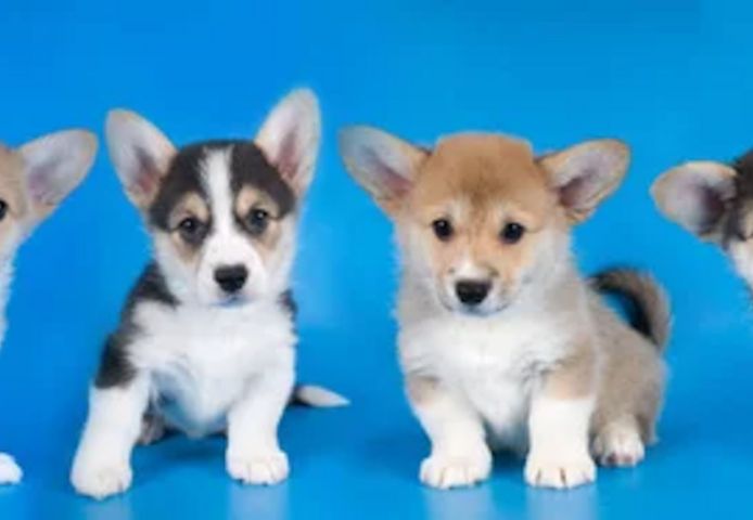 Welsh Corgi (Pembroke) Welpen zu verkaufen