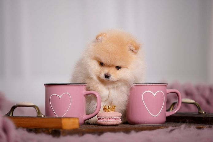 Süsse reinrassige Pomeranian / Zwergspitz Welpen in liebevolle Hände abzugeben