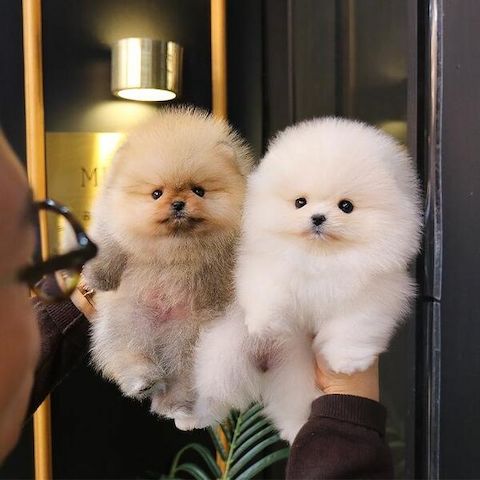 Reinrassige Pomeranian Zwergspitz Welpen