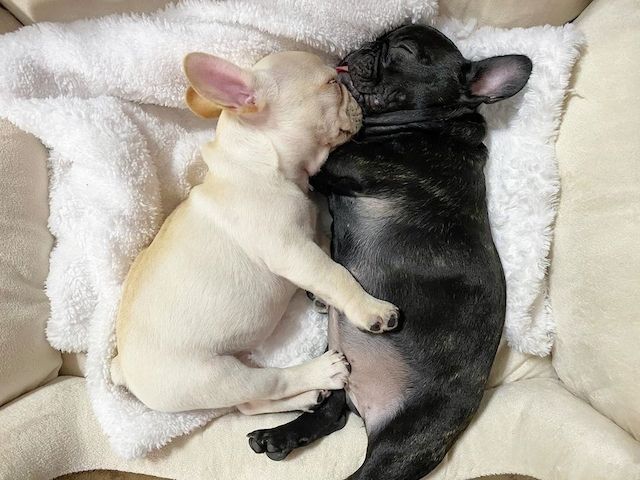 Französische Bulldoggenwelpen verfügbar