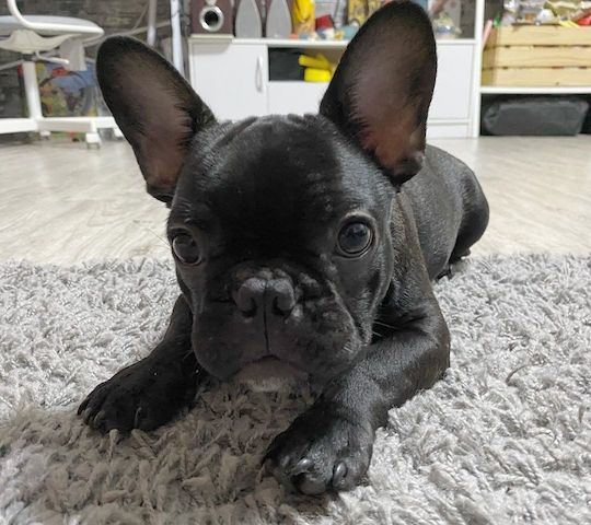 Männliche und weibliche Französische Bulldoggenwelpen zur Neuvermittlung.