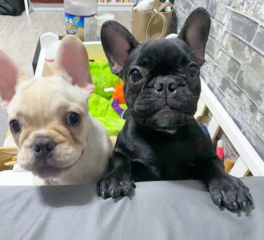 Zwei wunderschöne französische Bulldoggenwelpen..