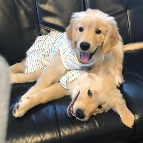 Golden Retriever Welpen verfügbar...