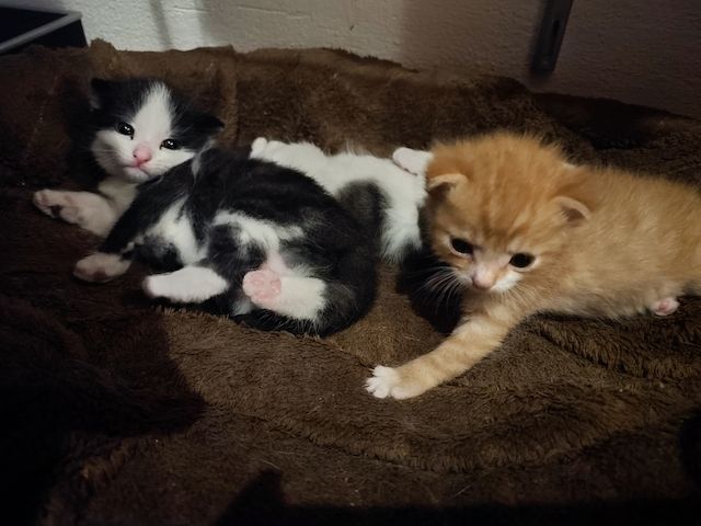 Katzenbabys
