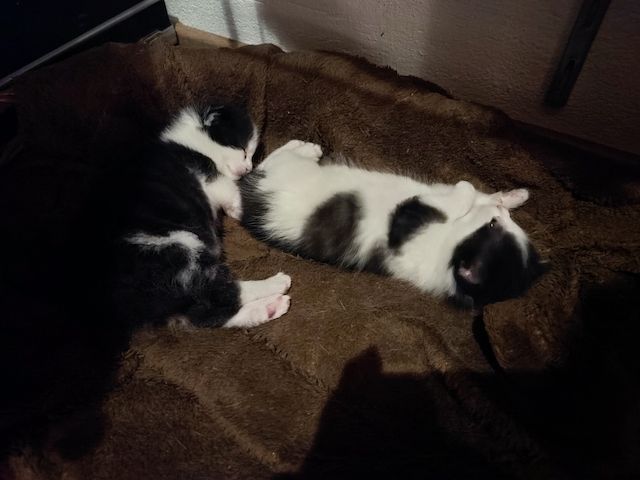 Katzenbabys