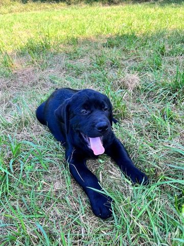 Labrador Welpen