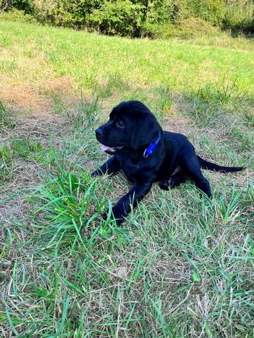 Labrador Welpen