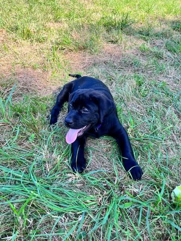 Labrador Welpen