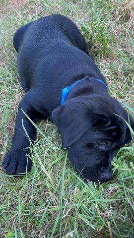 Labrador Welpen