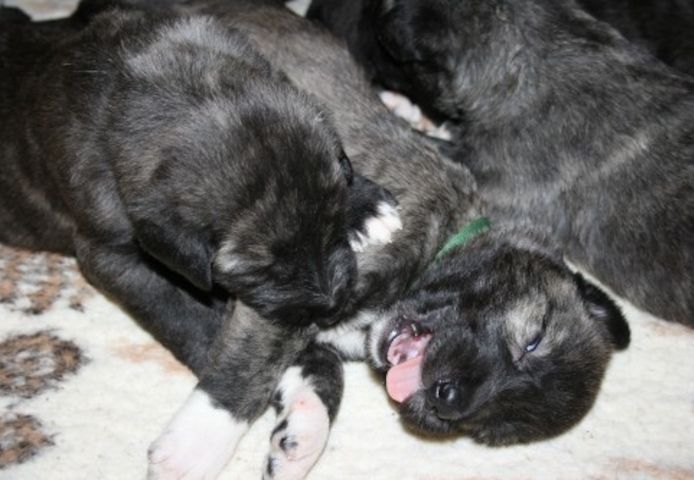 Irish Wolfhound Welpen VDH/FCI/IWC
