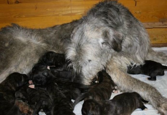 Irish Wolfhound Welpen VDH/FCI/IWC
