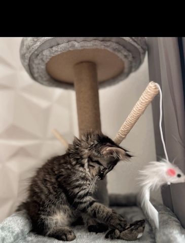 2 Main coon mix kater, mit Zubehör
