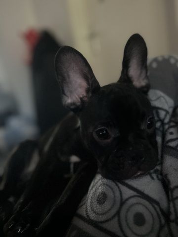 Französische Bulldogge