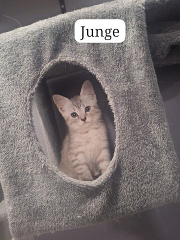 Maine Coon kitten