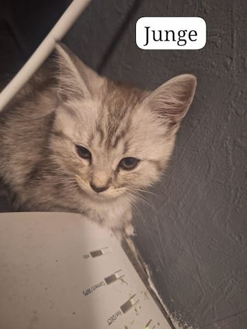 Maine Coon kitten