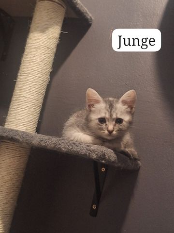 Maine Coon kitten