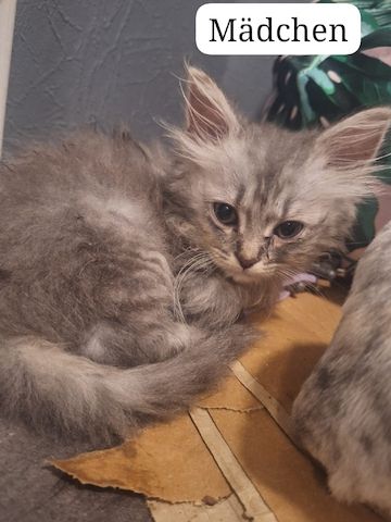 Maine Coon kitten