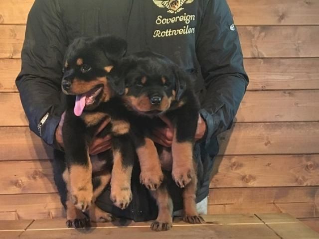Tolle Rottweiler-Welpen +44 7482162214