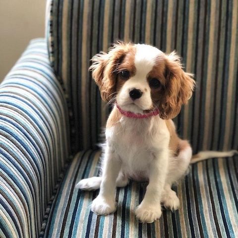 Cavalier King Charles-Welpen +44 7482162214