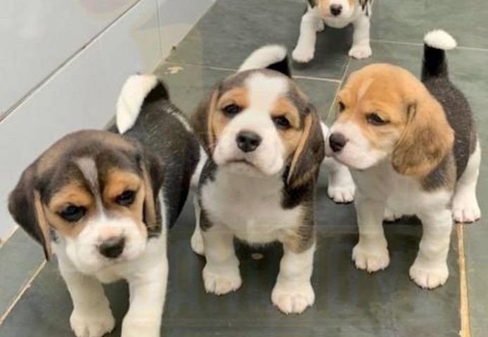 Beagle-Welpen mit Stammbaum +44 7482162214