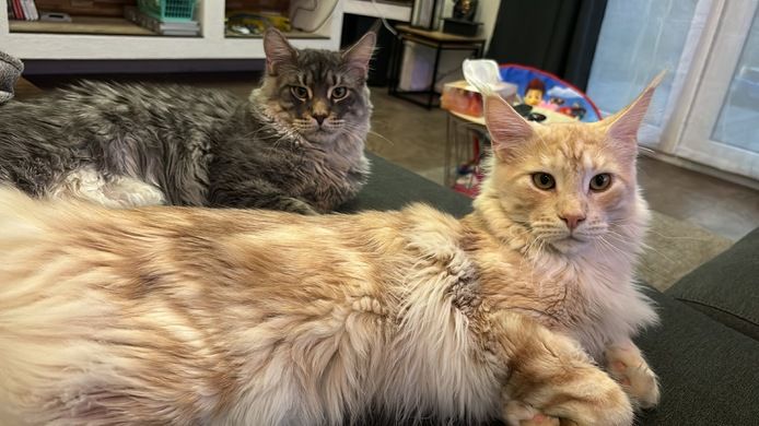 2 Mainecoon Kater für 650€