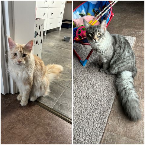 2 Mainecoon Kater für 650€