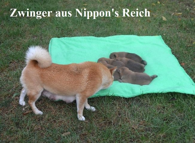 Shiba Inu  Zucht