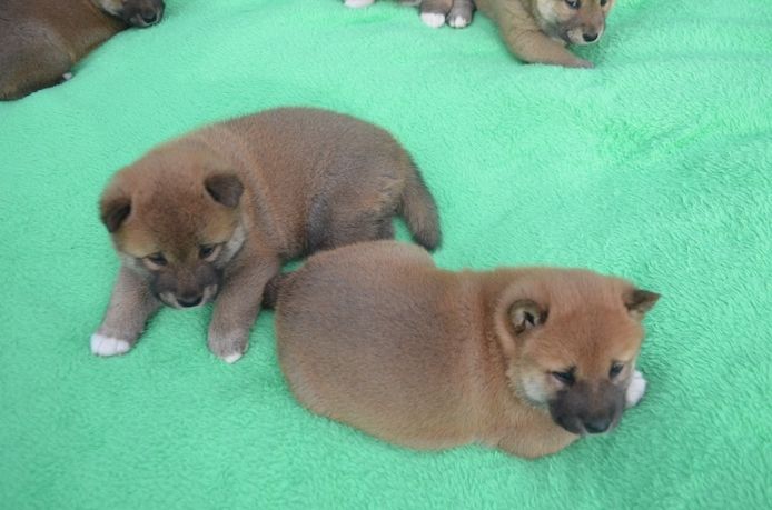 Shiba Inu  Zucht