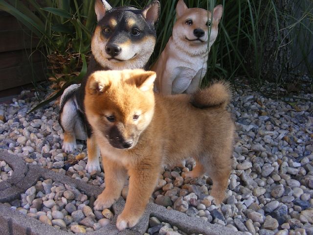 Shiba Inu  Zucht