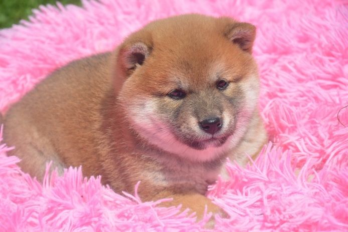 Shiba Inu  Zucht
