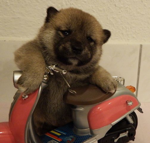 Shiba Inu  Zucht