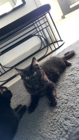 Kitten sucht neues Zuhause