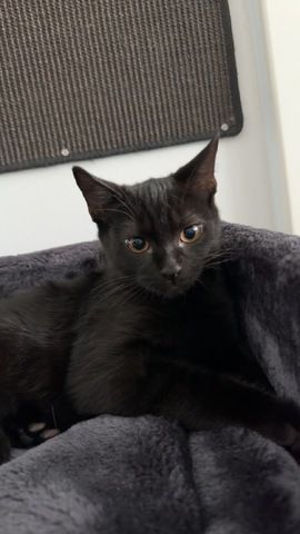 Kitten sucht neues Zuhause