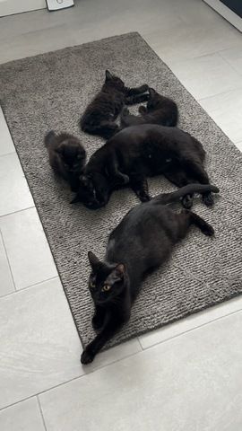 Kitten sucht neues Zuhause