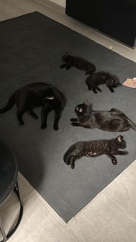 Kitten sucht neues Zuhause