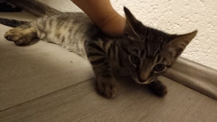 Kitten/hauskatze