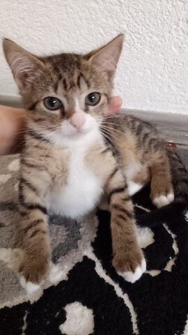 Kitten/hauskatze
