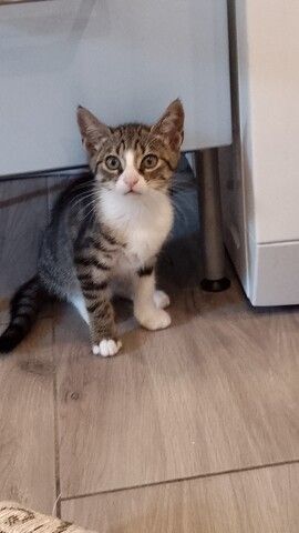 Kitten/hauskatze