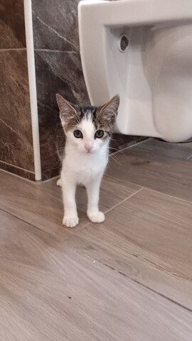 Kitten/hauskatze