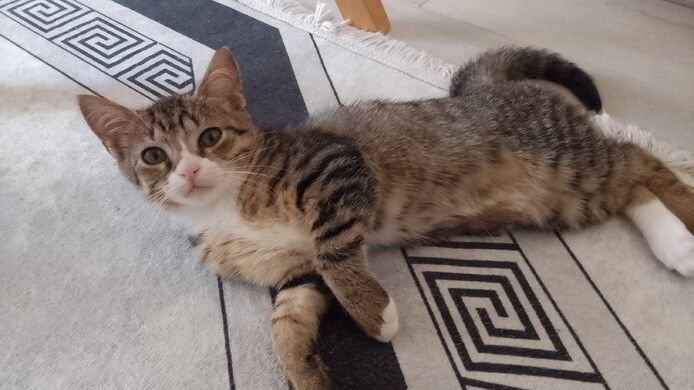 Kitten/hauskatze