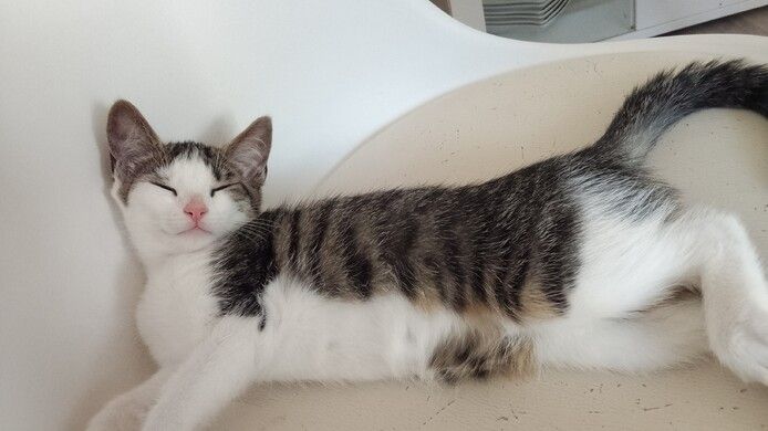 Kitten/hauskatze