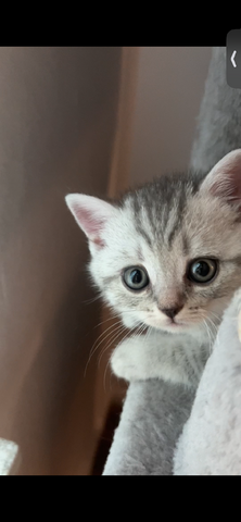 Bkh Kitten