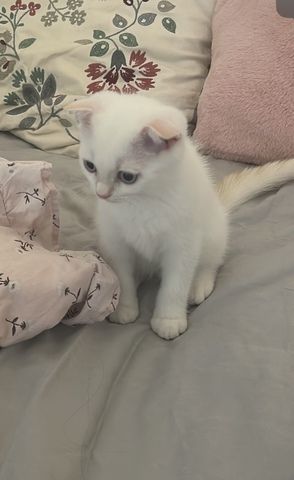 Bkh Kitten