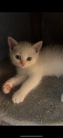 Bkh Kitten