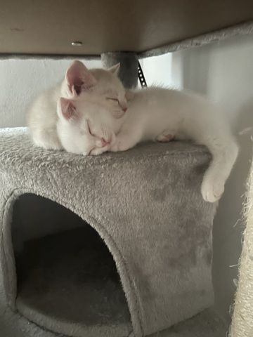 Bkh Kitten
